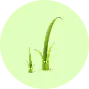 Twig technology